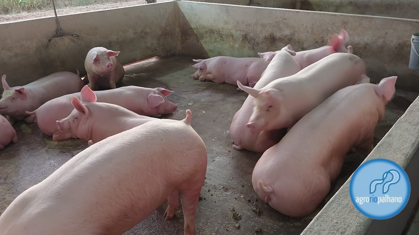 Suínos em manejo na AgroRioPalhano
